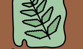 Plant fossils