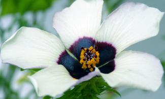 Hibiscus trionum