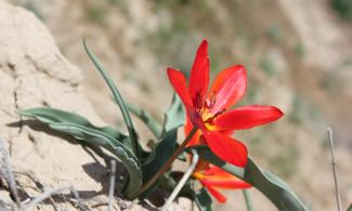 wild tulips