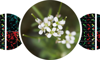 a representation of plant genes
