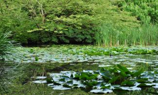 aquatic plants