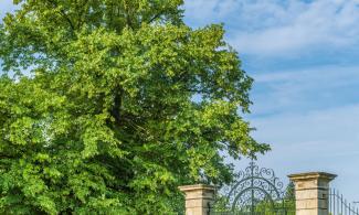 a lime tree