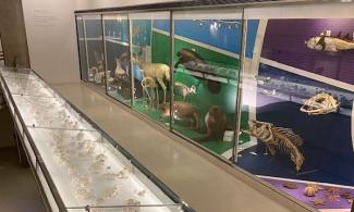 Mezzanine display area 