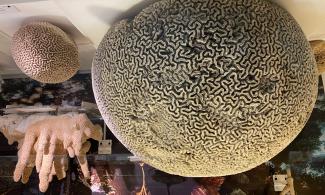 Brain coral