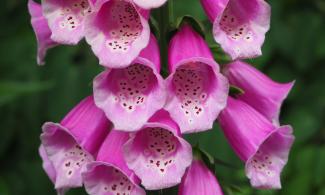 pic of Digitalis purpurea
