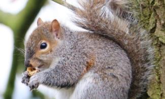 Grey squirrel