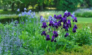 blue and purple iris in bloom