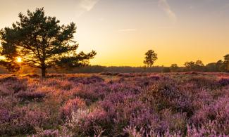 a lowland heath