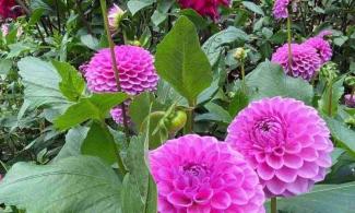 dahlia image