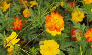 Cosmos in bloom