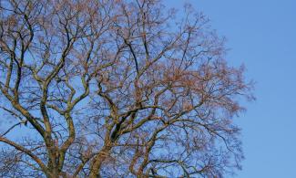 A tree in winter