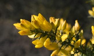 gorse in flower