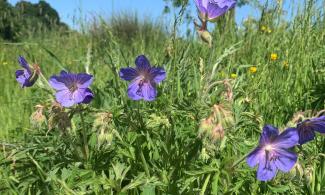an image of Geranium pratense