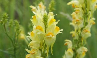 toadflax in bloom