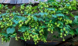 hops growing
