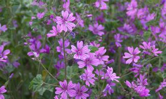 Common mallow in bloom