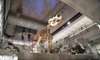 Image of Museum of Zoology Galleries after-hours