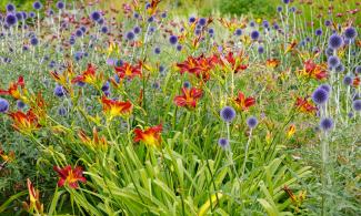 A mass of red and blue flowers