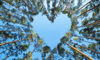 Image of tree canopy forming a heart shape 