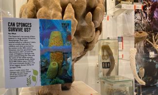 Sponges photo