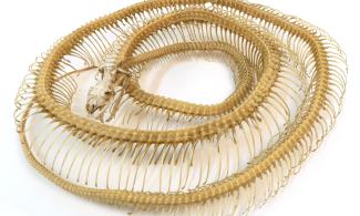 Carpet python skeleton
