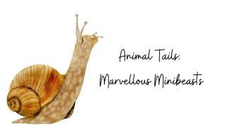 Snail illustration