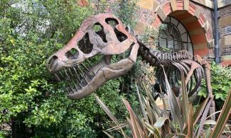 A sculpture of a dinosaur skeleton surrounded by bushes, outside the museum.