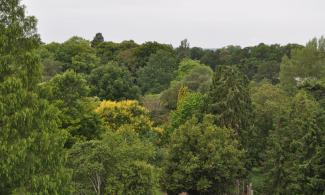 View of trees in the Botanic Garden.