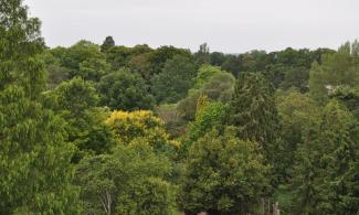 View of trees in the Botanic Garden.