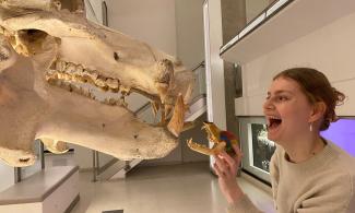 Hippo skeleton looking at staff member