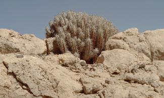 Image of plant in desert against blue sky. Still from ‘Galb’Echaouf’ (2021) by Abdessamad El Montassir