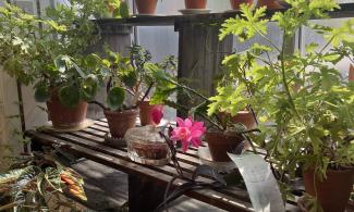 Images of plants by window