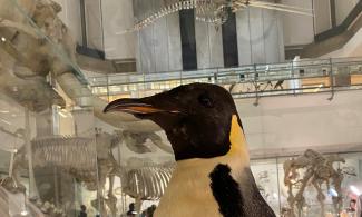 Penguin photo