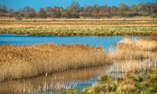 Wicken fen landscape water and grasses in warm light.