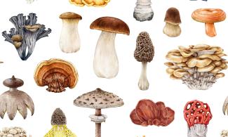 A botanical illustration of various fungi