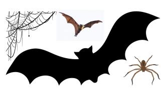 Illustration of a bat