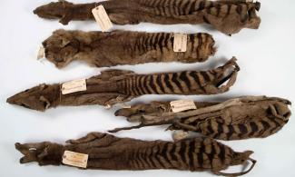 Five thylacine skins