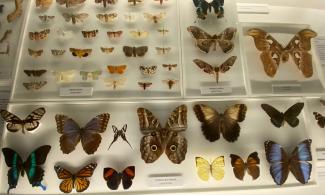 Photo of butterfly display