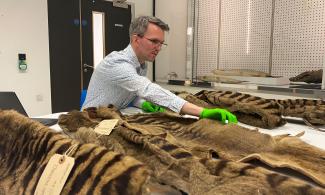 Jack Ashby with thylacine skins