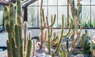 Cacti in a glasshouse