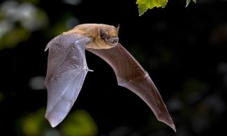 A bat flying through the air.