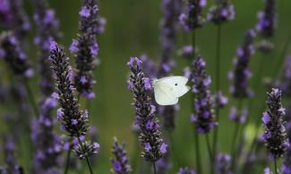 White butterfly on purple lavender