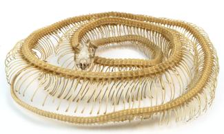 Photo of a python skeleton