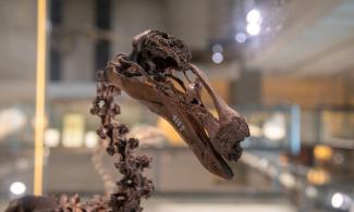 Photo of the skeleton of a dodo