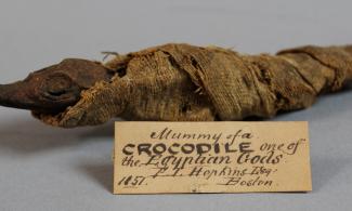 Mummified juvenile crocodile with mummy wrappings partially removed from its head and tail. A handwritten paper label sits in front of it and reads: Mummy of a crocodile one of the Egyptian Gods.