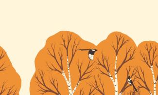 Illustration of magpie flying past birch trees.