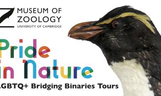Photo of penguin with Pride in Nature text in rainbow colours