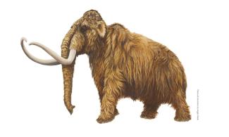Mammoth illustration by Angela Wade