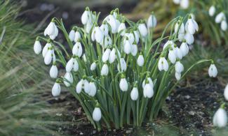 Long stemmed snowdrops with white flowers planted in the ground with a green shrub in the foreground.