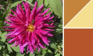 A pink flower with yellow stamen with a bee on its centre, next to triangles and a square of different shades of brown.